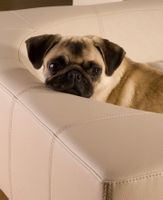 Designer Pet interio Hundebett NP 1200 Euro XXL Beige