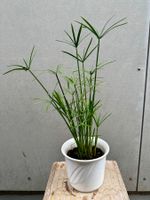 PAPYRUS STECKLING