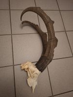magnifique et rare trophée de Capra aegagrus.
