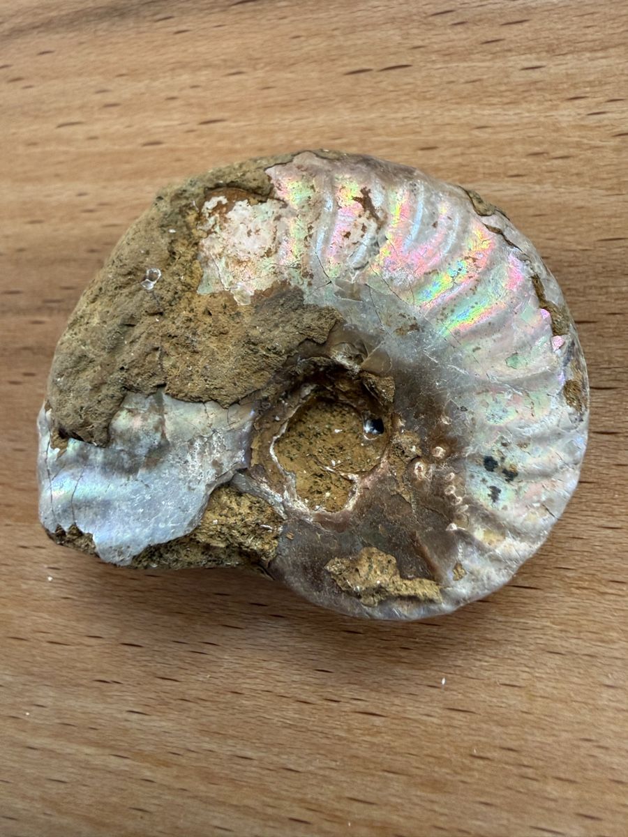 Fossilien: Ammonit mit Perlmuttschale – Gebraucht aus Grenchen von Bastet007 5