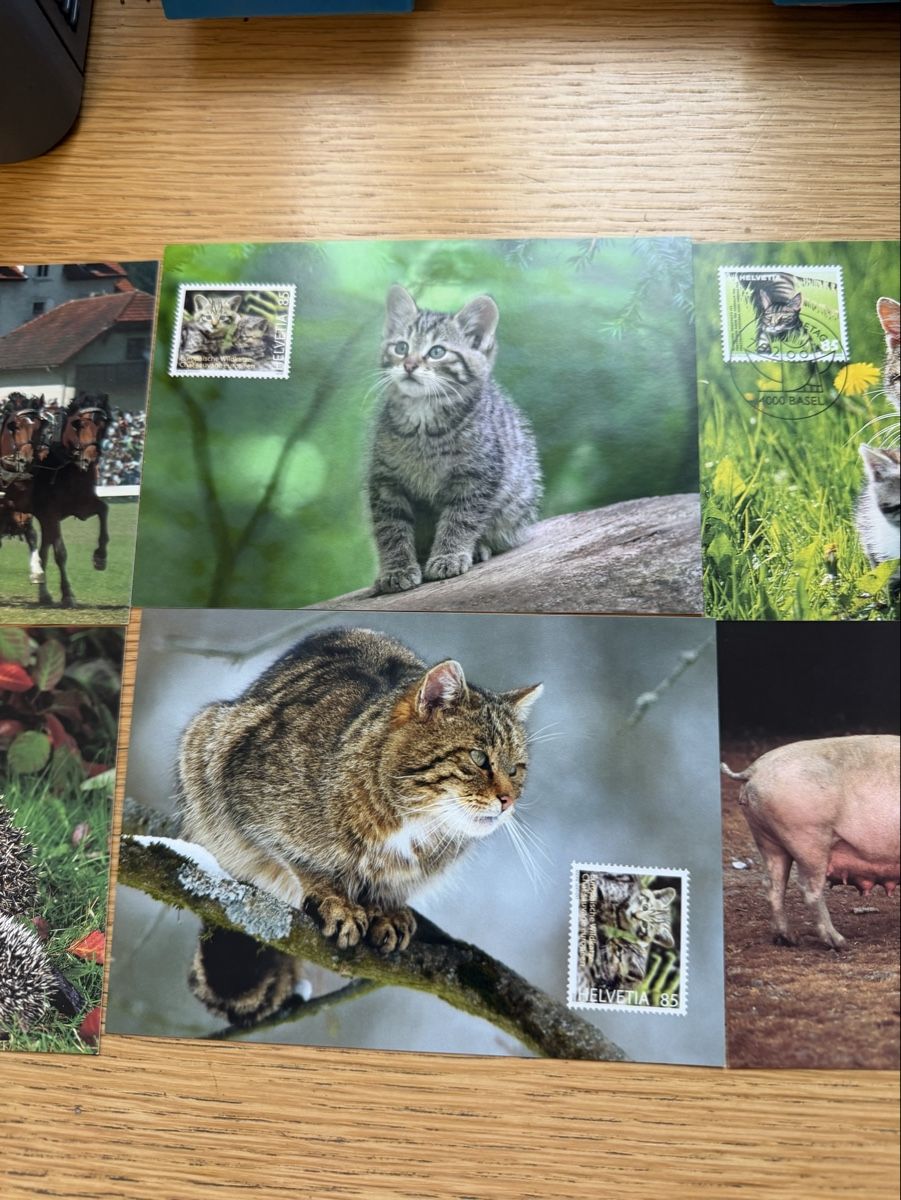 Cartoline postali: 10 Maximumkarten Schweiz – Nuovo (secondo la descrizione) da Murgenthal venduto da Tina_4055 1