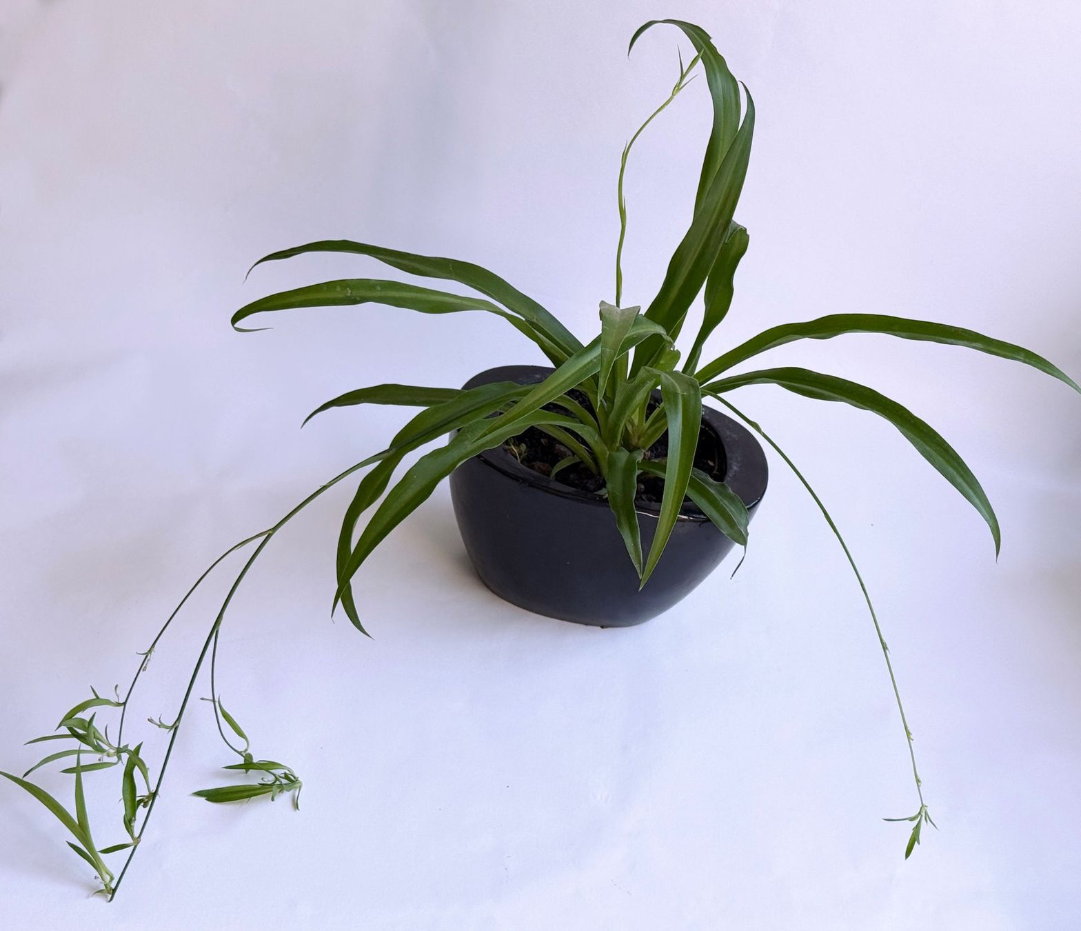 Piante & sementi: CHLOROPHYTUM*WASSERLILIE***** – Nuovo (secondo la descrizione) da Dübendorf venduto da Orchid18 1