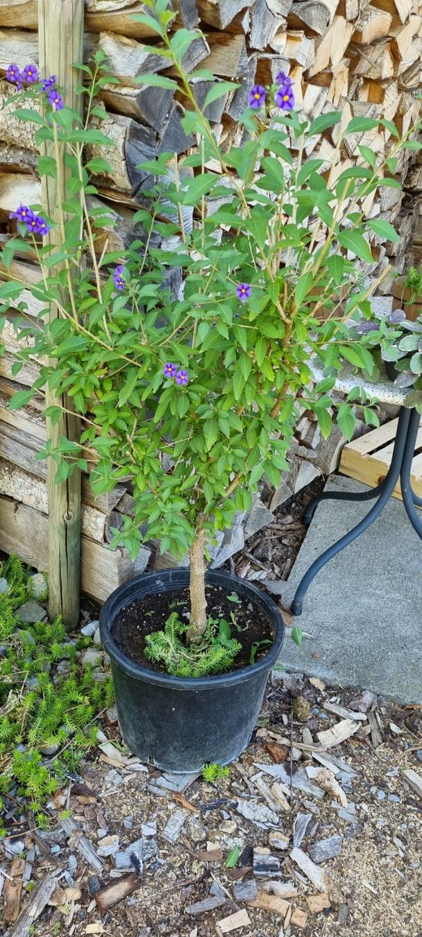 Piante & sementi: Enzianbaum im Topf, blühend, für Balkon oder Garten – Usato da egliswil venduto da Maggy6 1