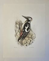 Willy Eugen Bär  Litho. Nr. handsign. Tier-Motiv,  50x40cm