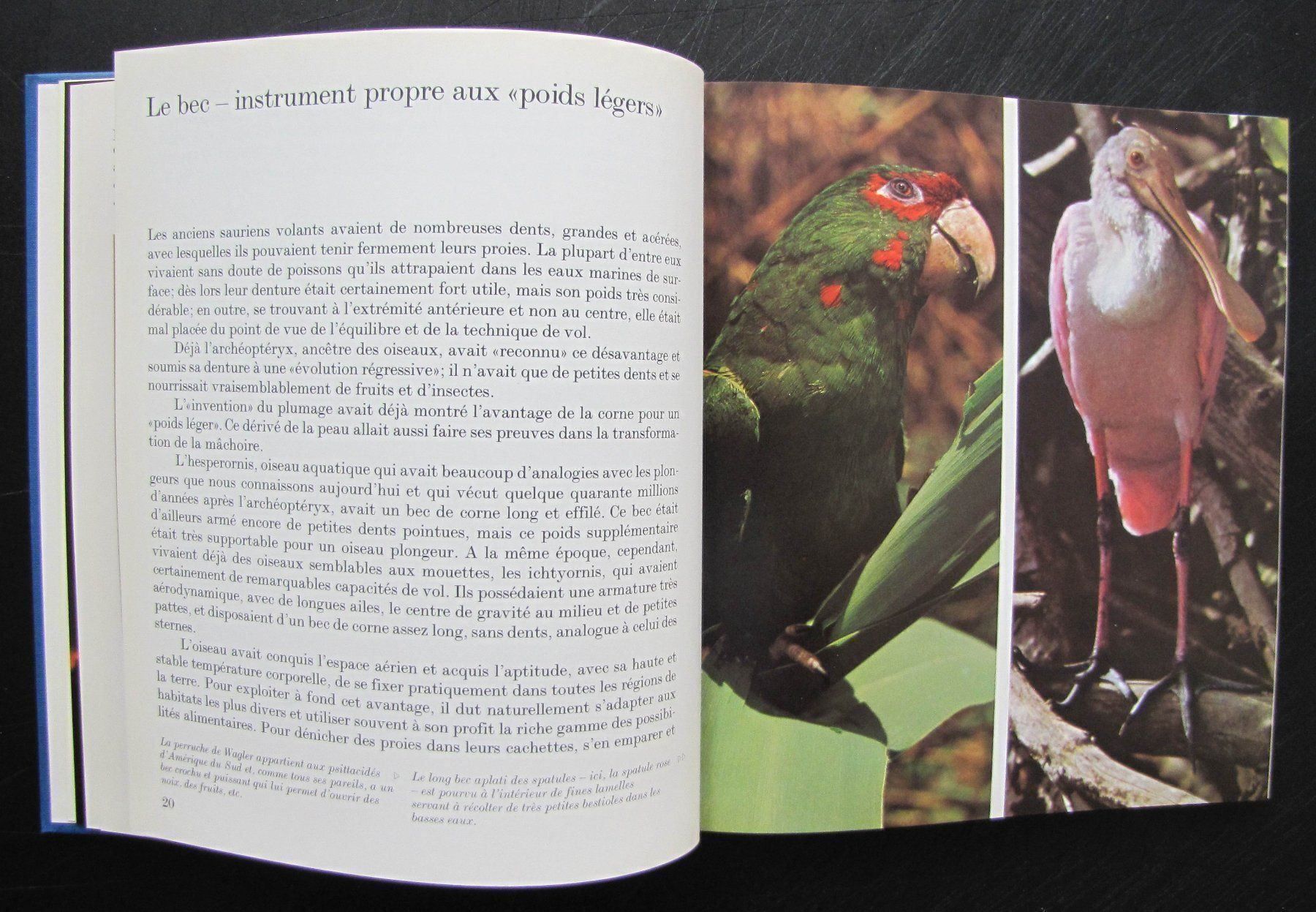 Libri: Oiseaux des terres lointaines. Ed Mondo – Usato da Genève venduto da Brindisina2019 2