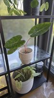 Alocasia pink dragon in mineralischem Substrat