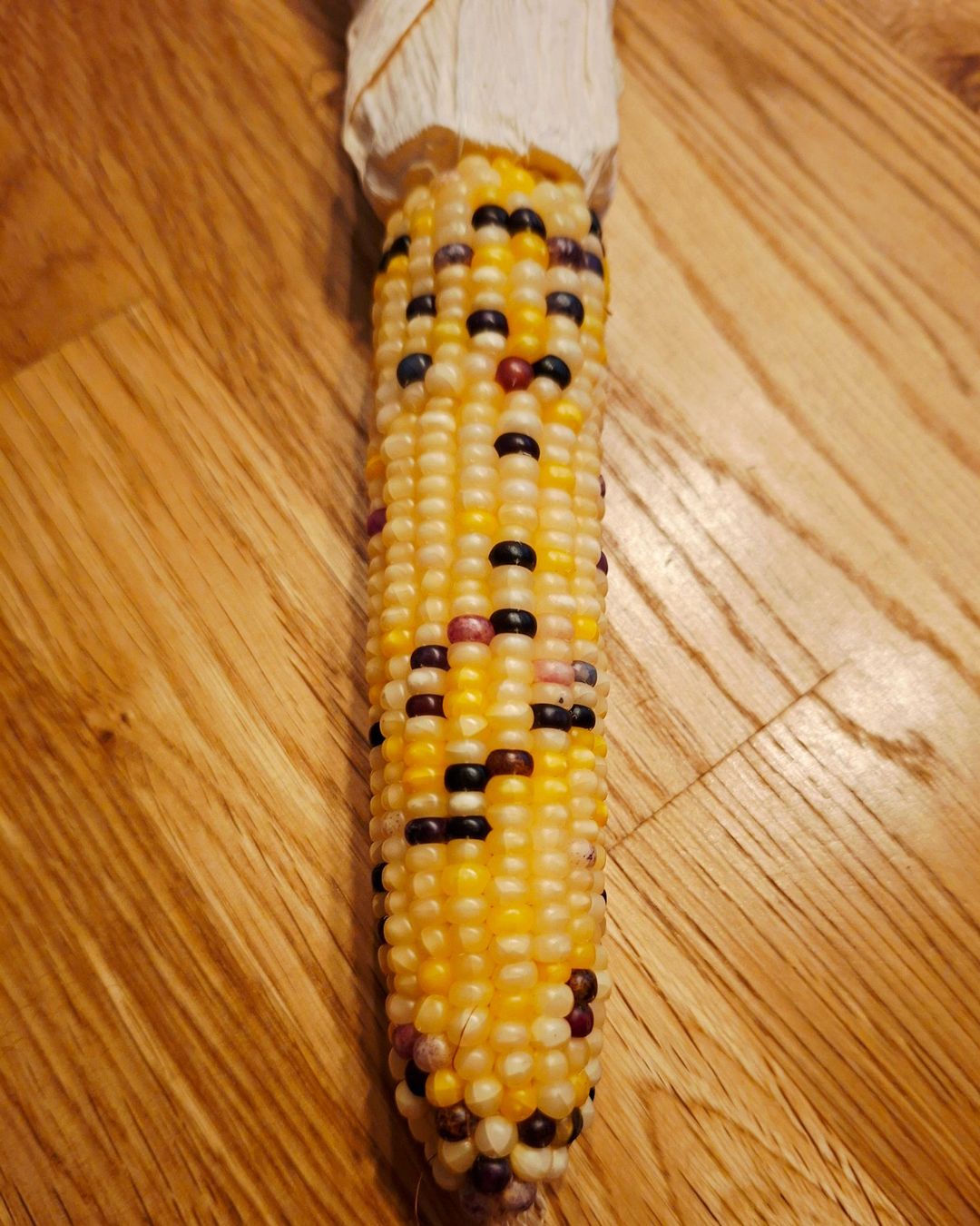 Piante & sementi: 5 Samen rare "Glass Gem Corn" ist ein feuersteinmais – Nuovo e nell'imballaggio originale da Rovio venduto da POSITIFFARTandPLANTS 3