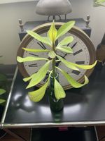 Strahlenaralie (Schefflera arboricola) Steckling