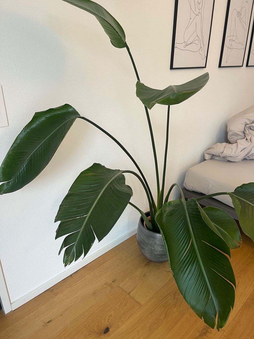Plantes & graines: Strelitzie ca. 130cm hoch – D'occasion à Zürich par Joellita25 1