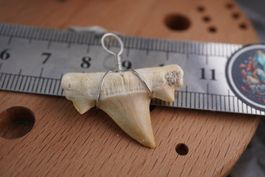 Fossiler  haizahn   Ab 1.-  Rausverkauf