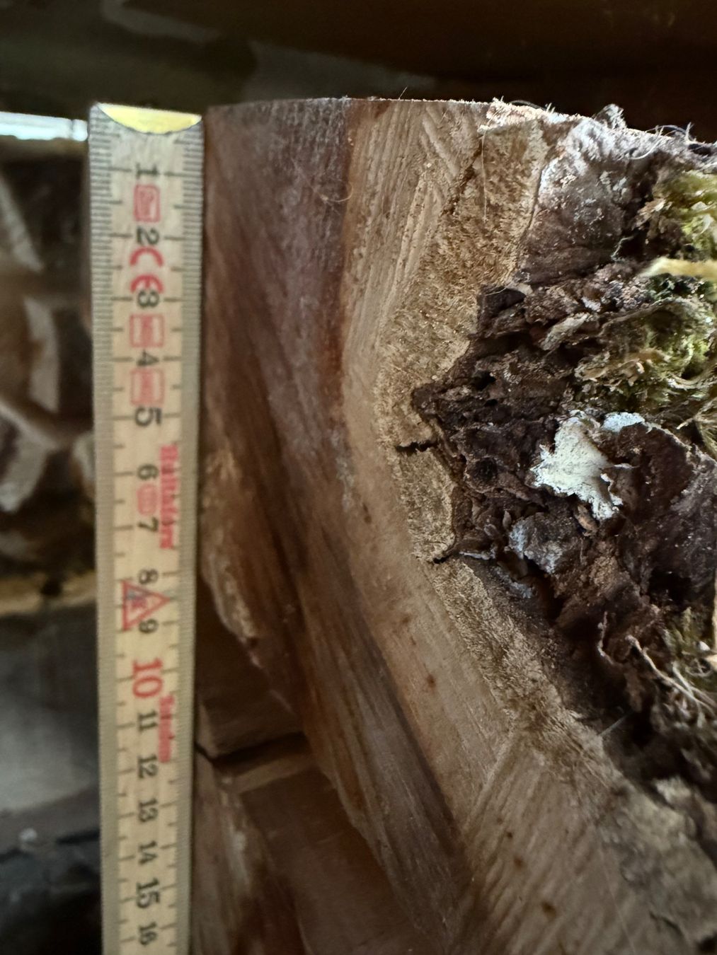 Articoli in legno: Apfelbaum Bretter Stamm – Nuovo (secondo la descrizione) da Holziken venduto da Timbergrizzly 8