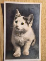 PK Katze - Gabarell (?) 6204/3