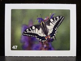 MIGROS MANIA Nature Detectives Nr. 47