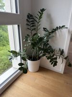 Glücksfeder mit Übertopf