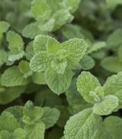 Apfelminze - Mentha rotundifolia - 500 Samen