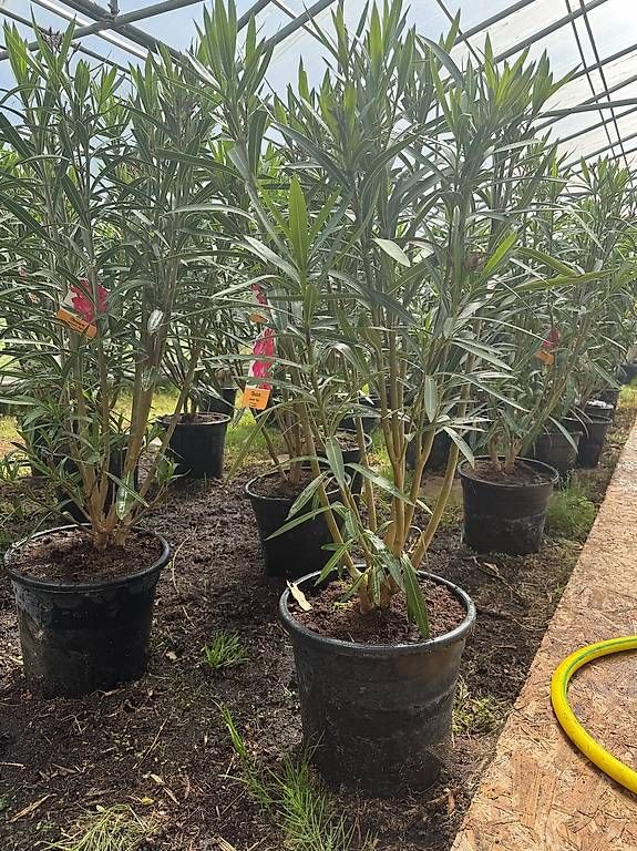 Piante & sementi: NERIUM OLEANDER BLANCO C30-15L – Nuovo (secondo la descrizione) da Zuckenriet venduto da Thur_Plant 3