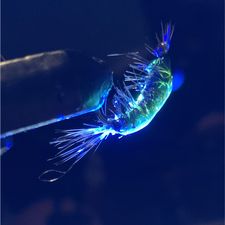 Profile image of Bluesman