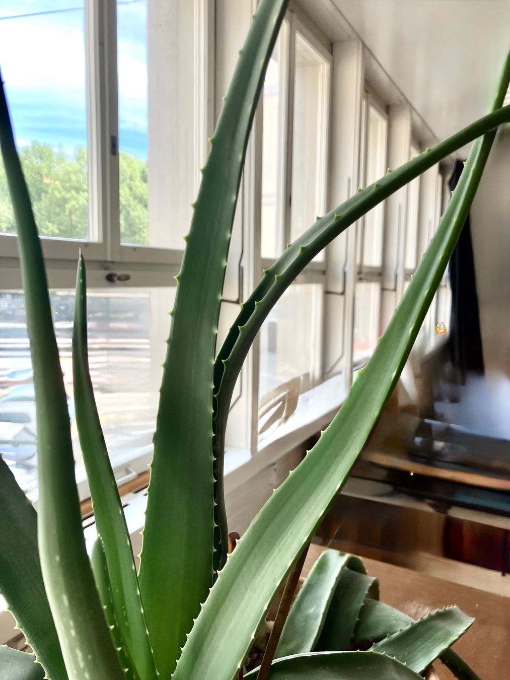 Plantes & graines: Grosse Bio Aloe Vera - Blätter – Neuf (Voir description) à Schaffhausen par NinaRicardo 2
