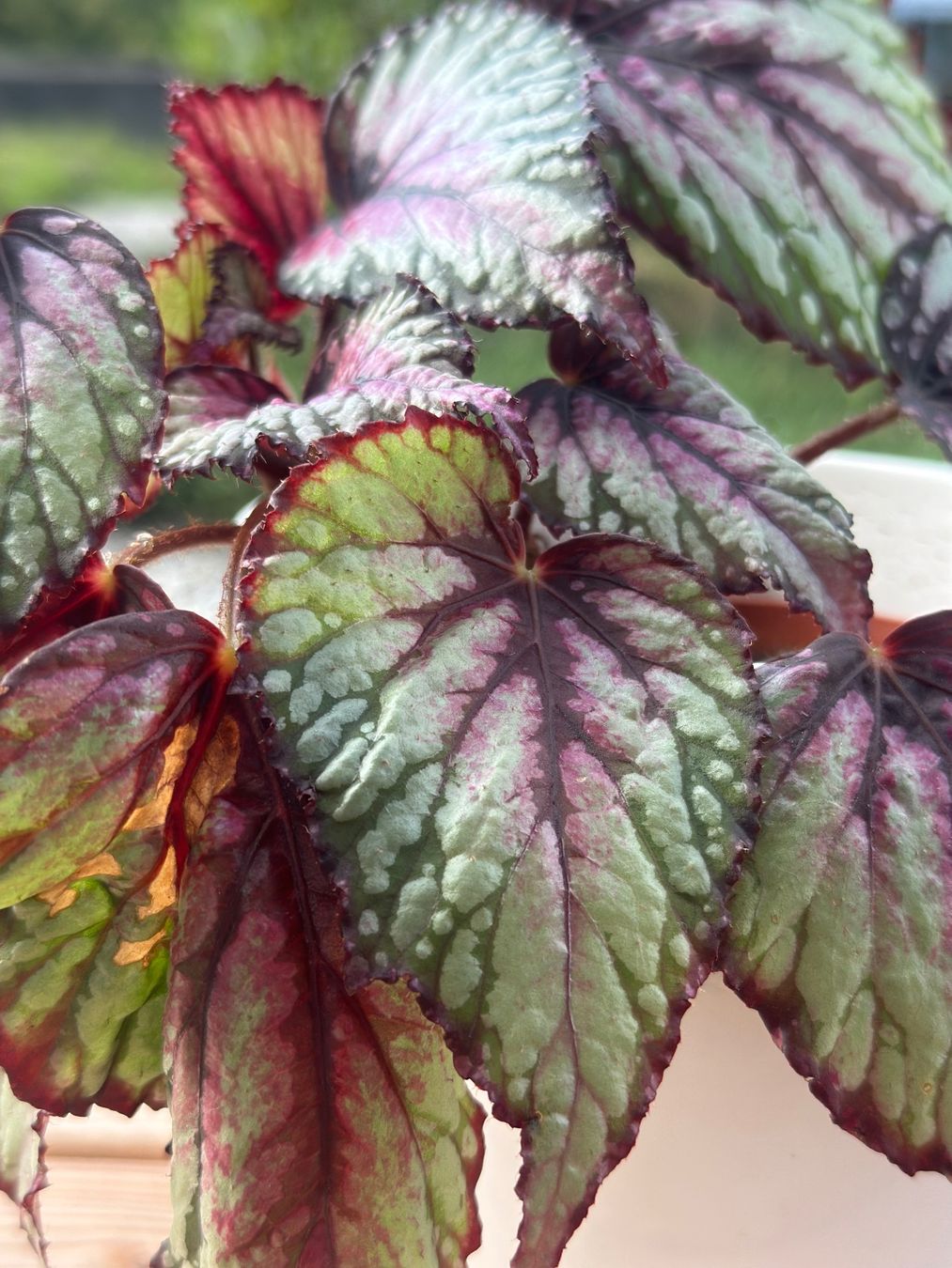 Plantes & graines: Begonia Rex – D'occasion à Zürich par ong8