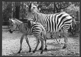 Zoologischer Garten Zürich Zebra