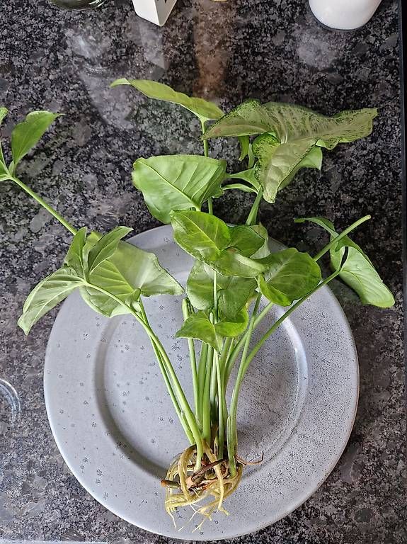 Piante & sementi: X2 Syngonium podophyllum 'White Butterfly' – Usato da Dübendorf venduto da Olenaaa 2