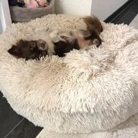 donut hundebett dream on blondie aus kanada