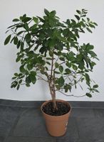 Gepflegter Ficus Zimmerpflanze, Höhe ca. 110cm, Top Zustand