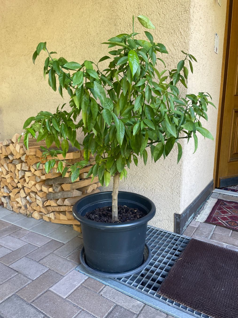 Pflanzen & Samen: Zitrusbaum (128cm hoch) – Gebraucht aus Schmerikon von die_8b8m