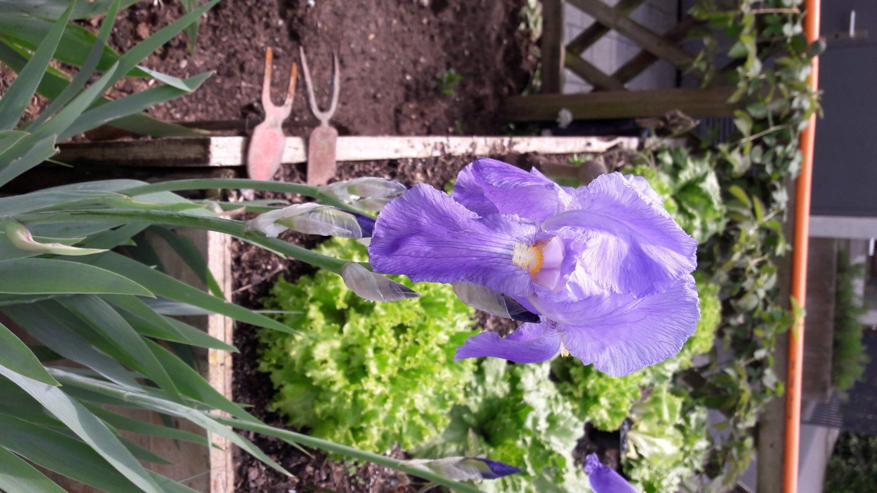 Piante & sementi: Iris Germanica-Grp. Schwertlilie – Usato da Zug venduto da SirGoldFish 5