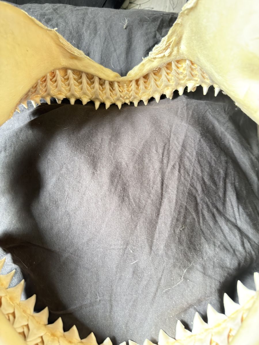 Fossili: Mâchoire de requin / Shark Jaw – Usato da Genève venduto da Kouros7 3