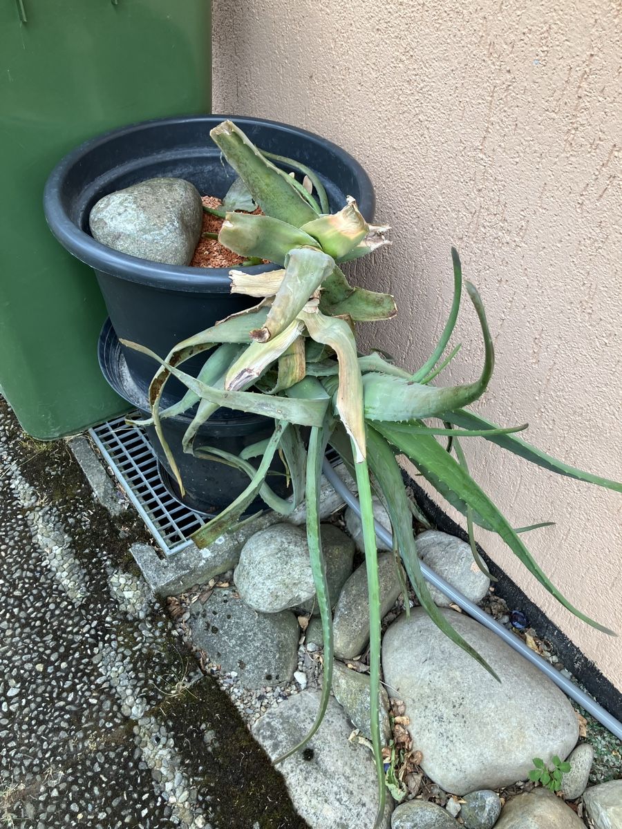 Plantes & graines: Riesiger Aloe im Granulat  – D'occasion à Biglen par Maci2005 1