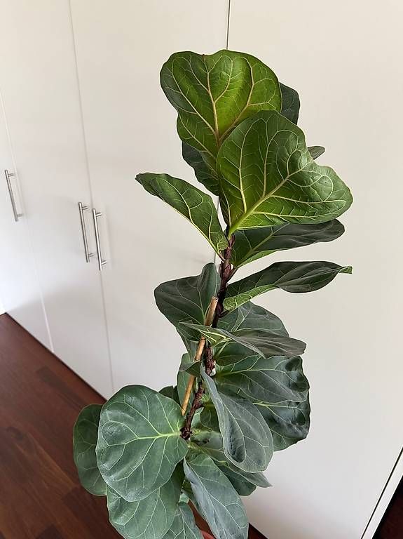 Piante & sementi: Geigenfeige / Ficus Lyrata – Usato da Ennetbaden venduto da miboo 1