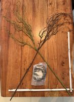 Dekorativer Korkenzieher-Ast / Spiralast – Kunstpflanze 
