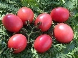 TOMATE ROSE PINK THAI EGG RARE 15g