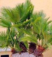 10 SAMEN Zwerg Palme CHAMAEROPS HUMILIS‪