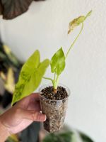 Alocasia Gageana Aurea