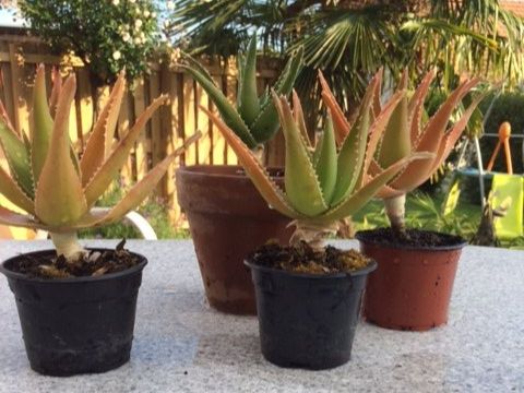 Piante & sementi: Aloe arborescens – Nuovo (secondo la descrizione) da Vinelz venduto da Wellensittich55 5