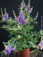 Vitex Agnus-Castus - Mönchspfeffer in voller Blüte