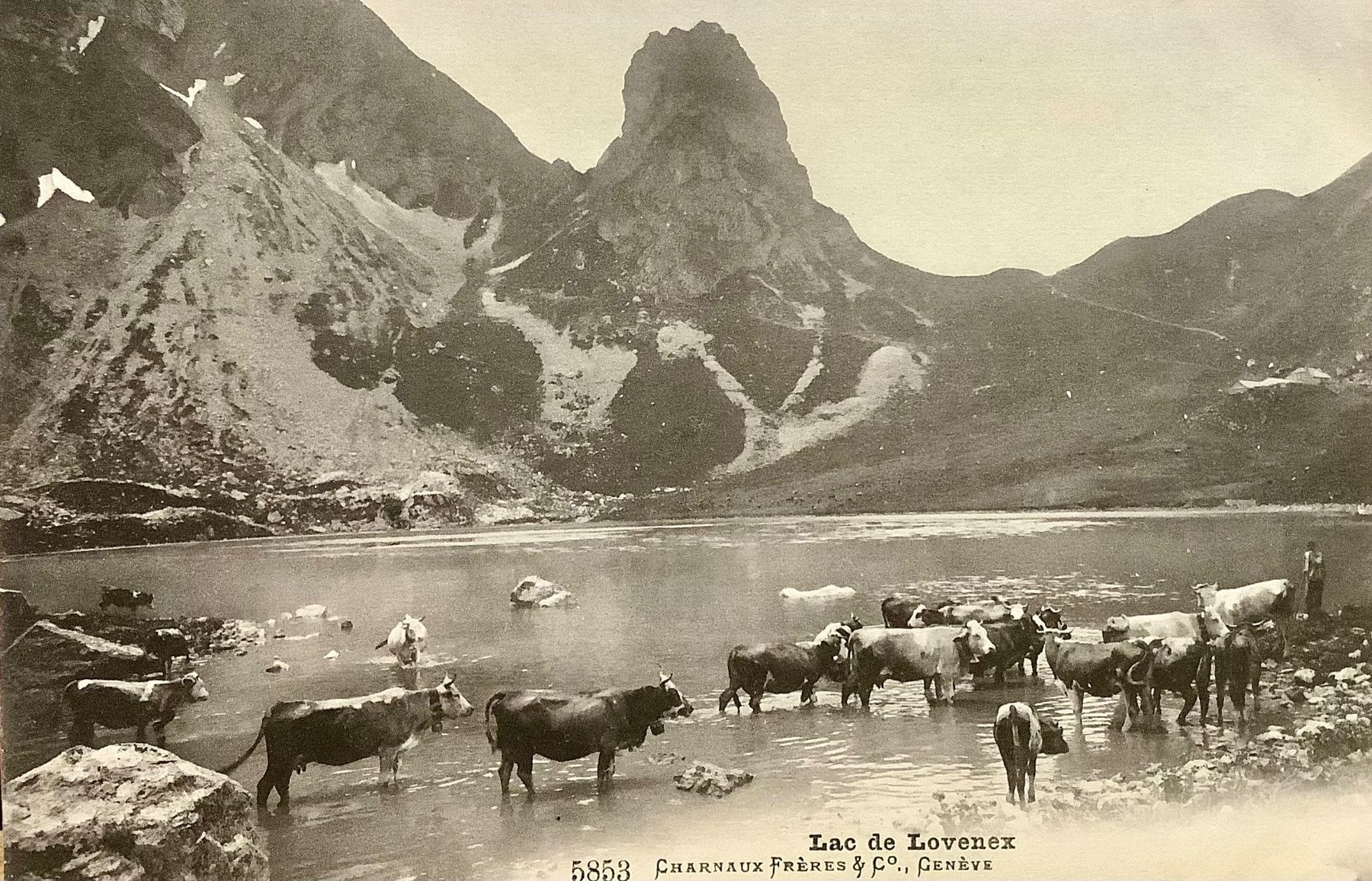 Cartoline postali: LAC de LOVENEX - Bergsee & Kühen – Usato da Root venduto da ENGLAND-TREASURES 1