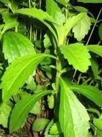 STEVIA 2 plants  (sucre sans calories)