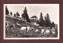 Hôtel du CHASSERAL - Vaches - 1953