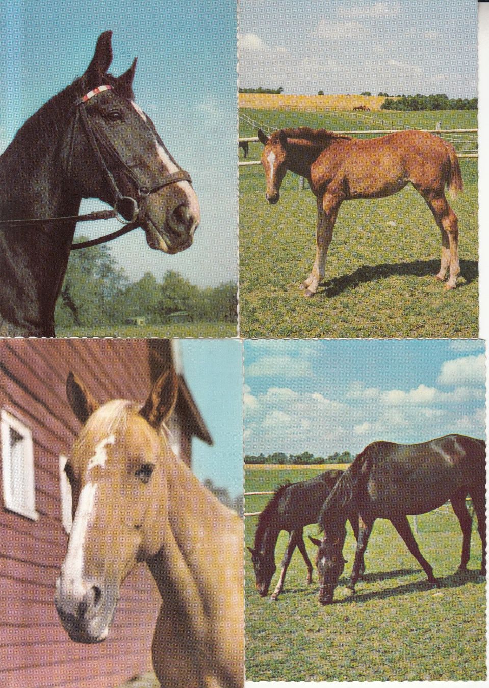 Cartoline postali: Pferde 6 Karten ca. 1970 – Usato da Bürglen TG venduto da StampGraf 1