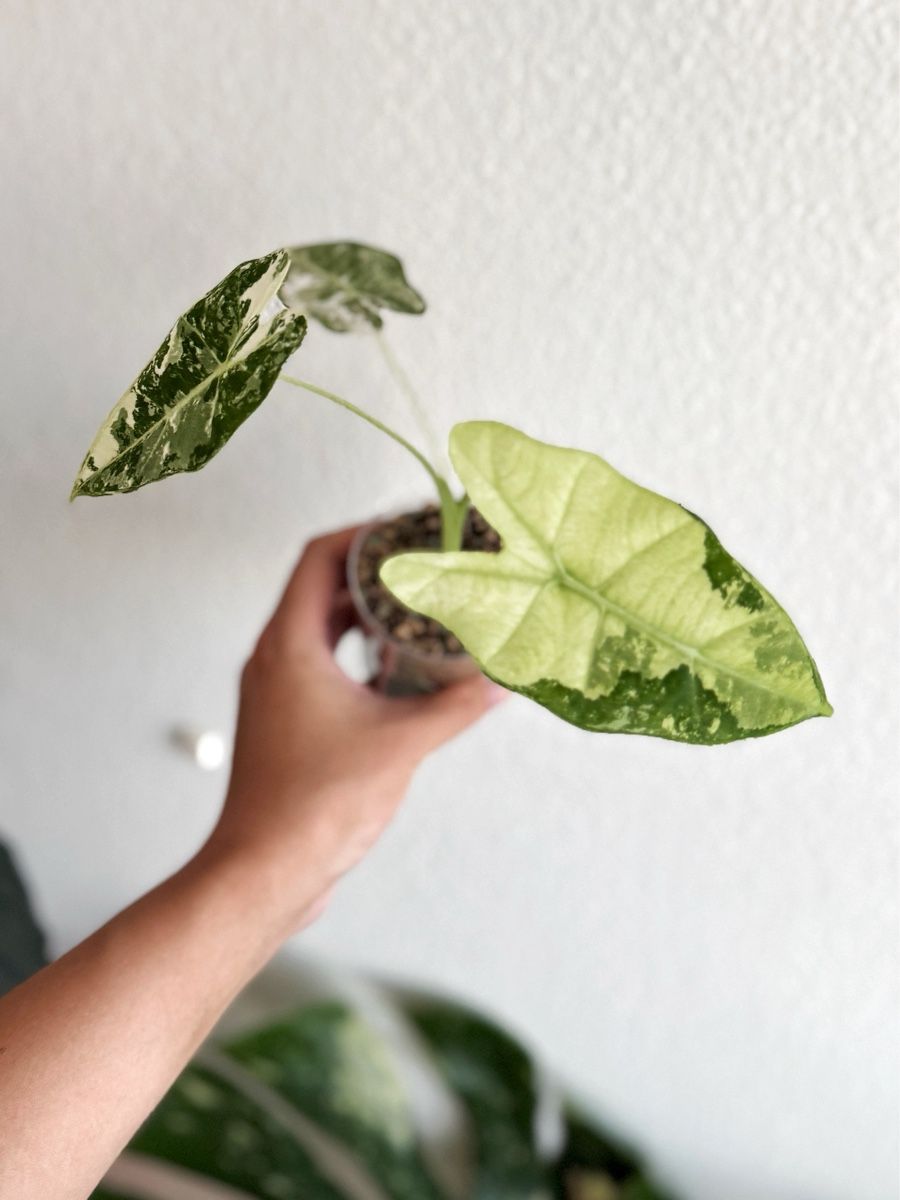 Pflanzen & Samen: Alocasia Frydek Variegated  – Neu (gemäss Beschreibung) aus Bern von Lucas_Ma 1