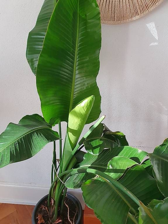 Plantes & graines: Strelitzie  – D'occasion à Olten par stritten 1