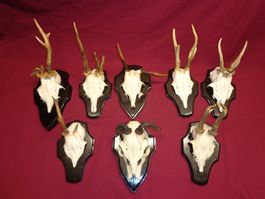 Reh, Geweihe, Trophäe, Horn, Dekoration, Jagd Abwurfstangen