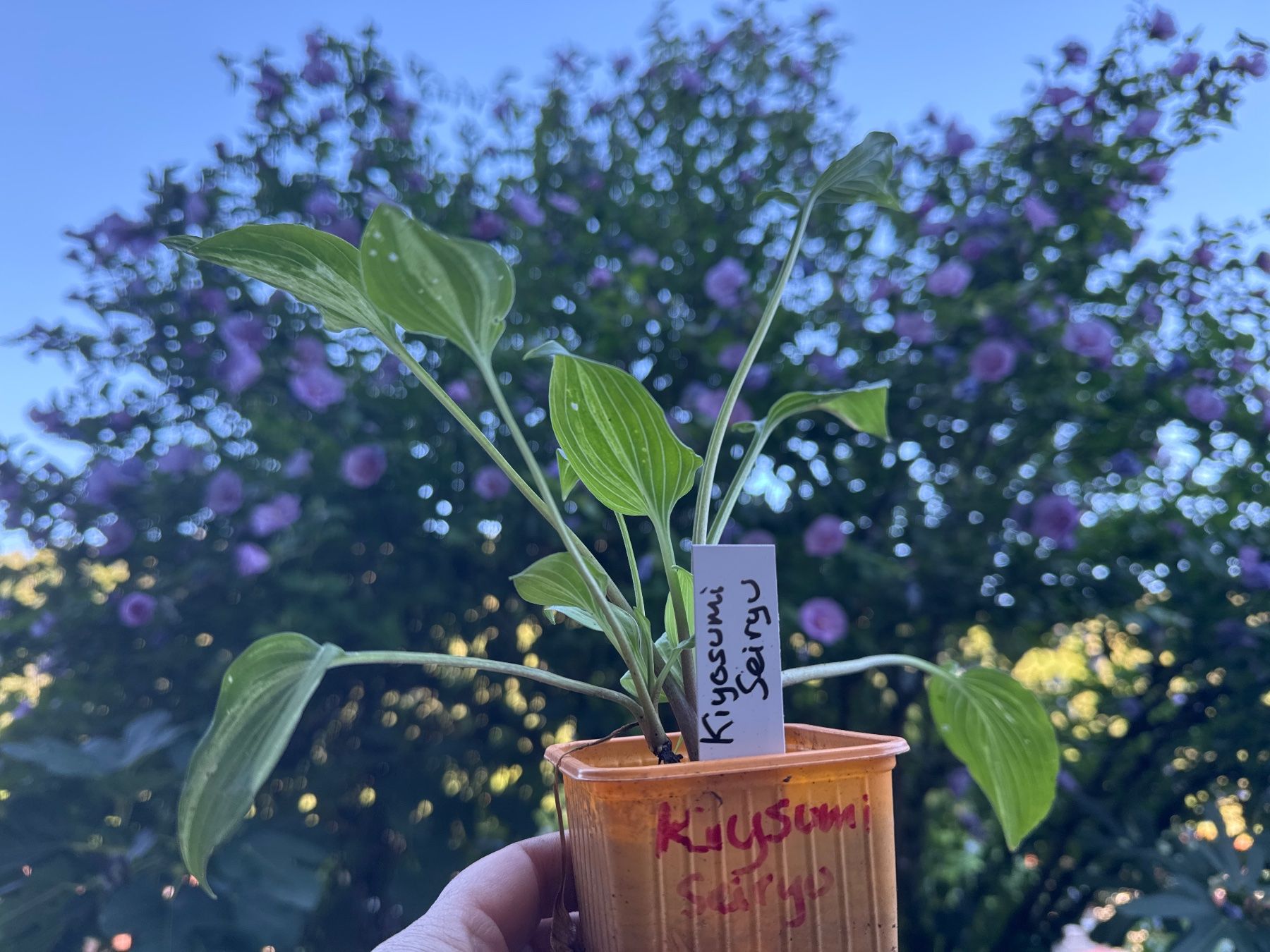 Piante & sementi: Hosta kiyosumi seiryu – Usato da Lajoux JU venduto da Briard0