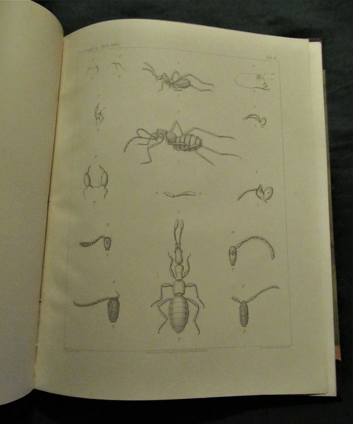 Libri: Ameisen Formicidae – Usato da hedingen venduto da kurattli01 1