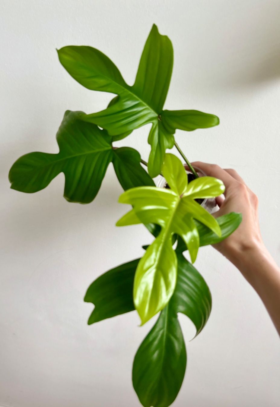 Plantes & graines: Philodendron Florida Ghost😍 – D'occasion à Glattpark(Opfikon) par ste_n99y 6