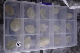 Citrin Trommelstein Brasil  15 Stück  in Box15