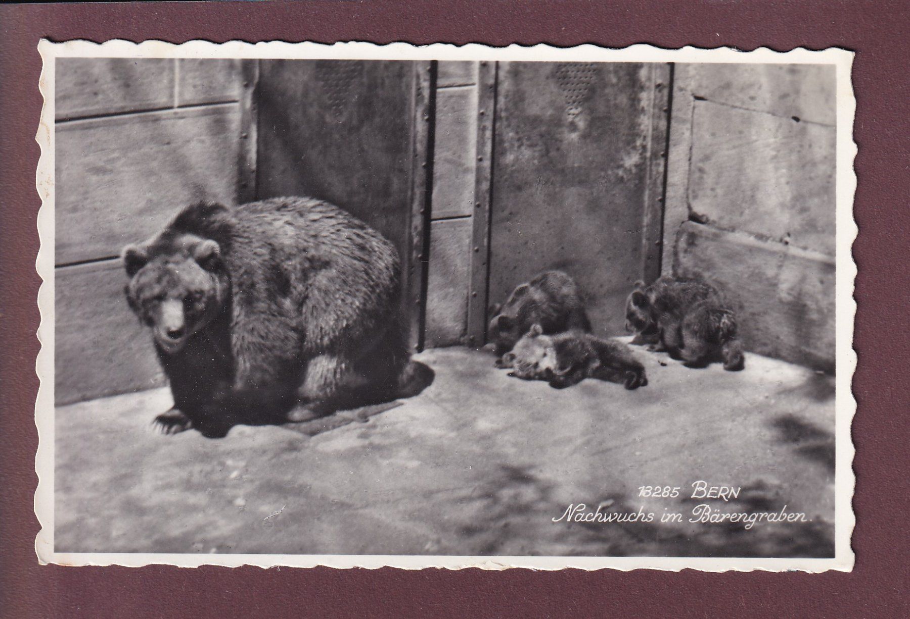 Cartoline postali: BERN - Bärengraben - 1950 – Usato da Pully venduto da nicecards